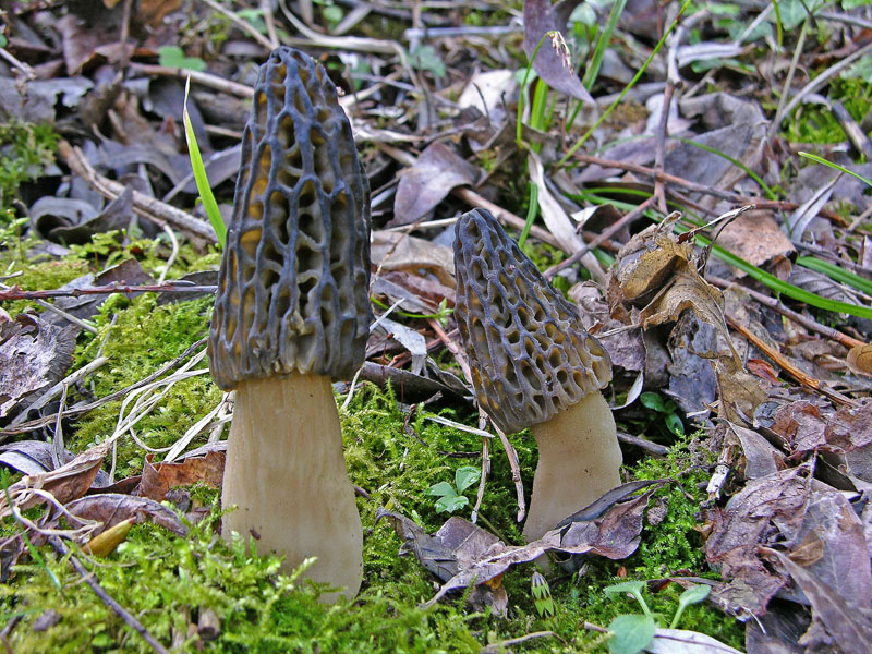 Gioved� 5 aprile Morchella sp.